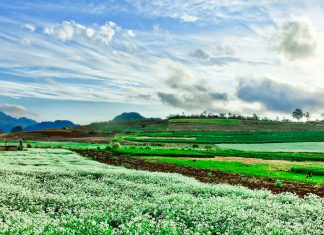 Du lịch Mộc Châu, đi đâu là thích hợp nhất?