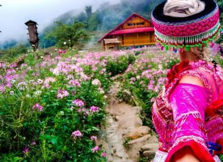 Bạn đang lên kế hoạch đi Du lịch Sapa? Bạn muốn du lịch Sapa giá rẻ? tour sapa