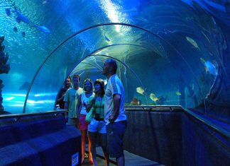 Khám phá thế giới diệu kỳ tại S.E.A Aquarium khi du lịch Singapore Khám phá thế giới diệu kỳ tại S.E.A Aquarium khi du lịch Singapore