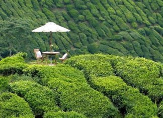 Khám phá cao nguyên Cameron, tọa độ du lịch Malaysia đầy thơ mộng Khám phá cao nguyên Cameron, tọa độ du lịch Malaysia đầy thơ mộng